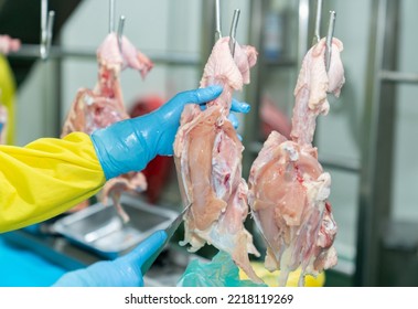 Hand Hold Knife Cutting Raw Chicken On Conveyor Chain In Modern Poultry Factory.