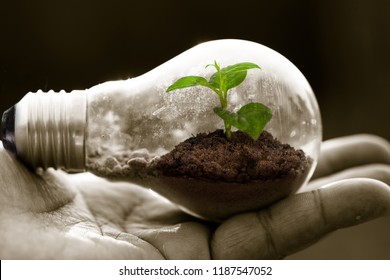 hand hold lightbulb with plant growing inside for protect environment concept - Powered by Shutterstock