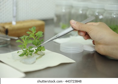 Hand Hold Plant Tissue Culture Bottle