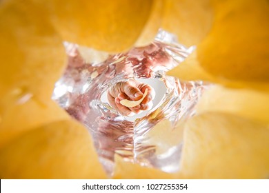 Hand Hold  Potato Chip In Bag.Worm View Inside Bag.