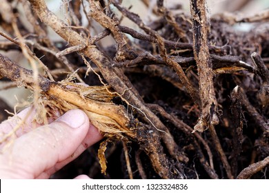 Hand Hold Stripped Tree Root,foot And Root Rot Which Fungus Is Causing The Problem