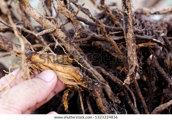 Hand hold Stripped tree root,foot and root\
rot which fungus is causing the\
problem