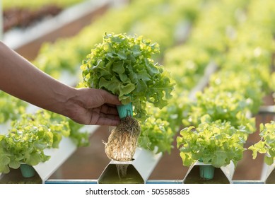 Hand hold vegetable . It planting with Water Hydroponics system.