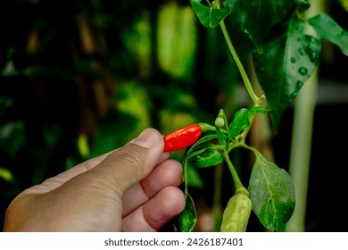 Hand holdi red chili padi fruit. Chili padi is extremely hot and spicy. Selective focus