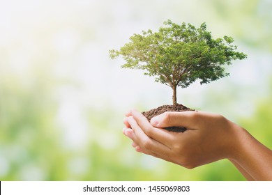 Hand Holdig Big Tree Growing On Green Background. Eco Earth Day Concept