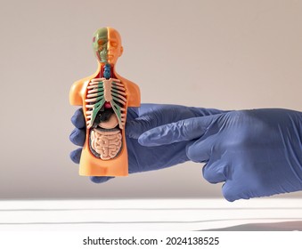 Hand holding 3d human model with inner organ system. Anatomy system.