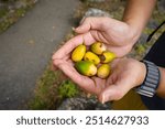 A hand is holding acorn fruits. Nuts like acorn, chestnut trees grow in fall. Walnut fruits produce distinct smell. Chestnut or acorn does not. Foraging and happy seasons for squirrels, chipmunks