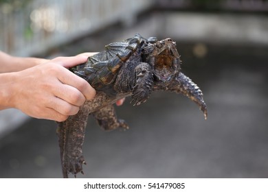 Hand Holding Alligator Snapping Turtle Exotic Stock Photo (Edit Now ...