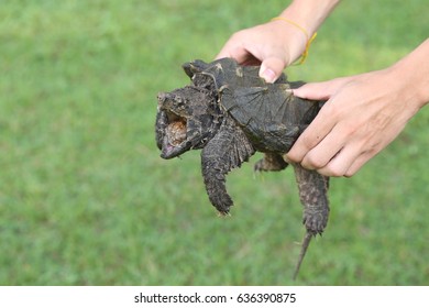 Hand Holding Alligator Snapping Turtle Stock Photo (Edit Now) 636390875