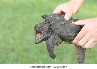 Hand Holding Alligator Snapping Turtle Stock Photo (Edit Now) 636390875