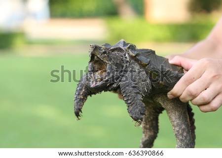 Hand holding an alligator snapping turtle.