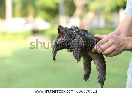 Hand holding an alligator snapping turtle.