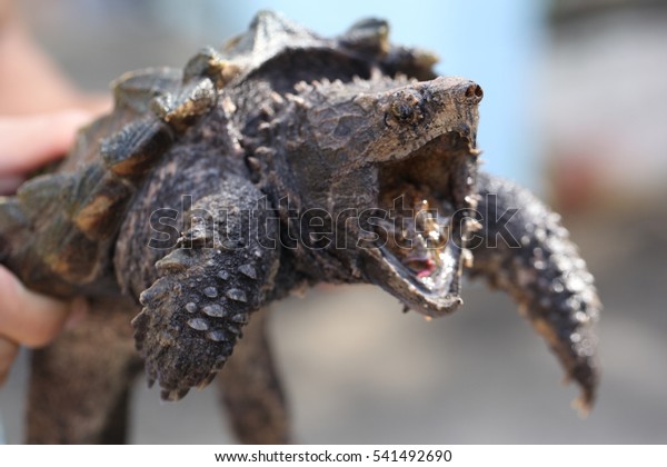 Hand holding an alligator snapping turtle ,\
A dangerous turtle that live in the\
water
