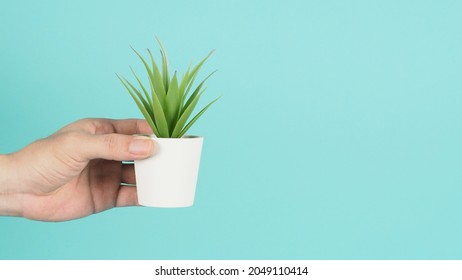 Hand is holding artificial cactus plants or plastic tree on mint green or tiffany blue background.