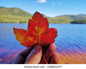 Automn Leaves High Res Stock Images Shutterstock Automn Leaves High Res Stock Images Shutterstock