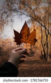 Hand Holding An Autumn Leaf