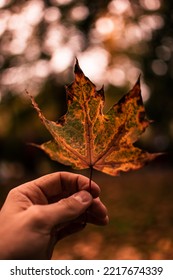 A Hand Holding Autumn Leaf