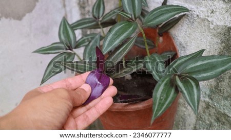 Hand holding the back of inch plant leaf (Tradescantia zebrina). hanging on the brown pot which attached on the white wall. ornamental plants. spiderwort purple and green striped leaves background.