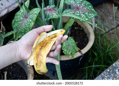 Hand holding banana peel against garden with lush plants. Good source of organic fertilizer.