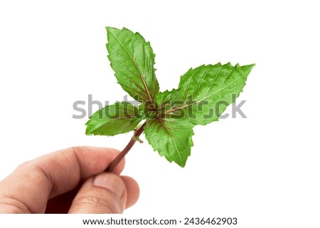 Hand holding Basil (Ocimum basilicum) isolated on white background. Red rubin basil. Fresh leaves contain essential oils that can be used as medicine in many ways, and used for cooking and decorating.