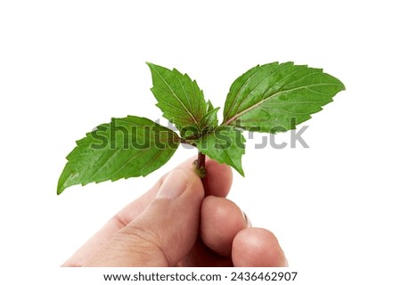 Hand holding Basil (Ocimum basilicum) isolated on white background. Red rubin basil. Fresh leaves contain essential oils that can be used as medicine in many ways, and used for cooking and decorating.