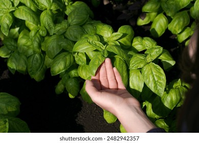 hand holding basil plant. the concept of growing a high-quality natural plant product and its consumption.                                - Powered by Shutterstock