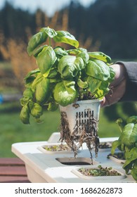 Hand Holding Basil Plant With Root Sytem Showing How To Grow Organic Herbs In Hydroponic System - Soil Free Using Rock Wool For Hydro Farming