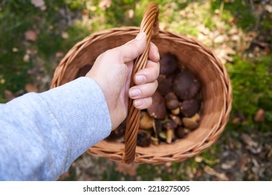 Hand holding a basket with fresh wild edible mushrooms - pine boletes in the forest, top view