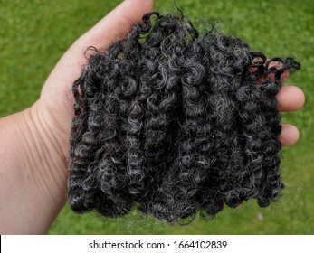 A Hand Holding Beautiful Black Sheep Wool Locks Beng Transfered Into Handspun Yarn Or Feltet Art