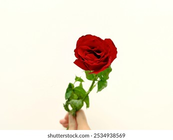 Hand holding beautiful red rose flowers on a white background. Beautiful red rose flower in woman hand - Powered by Shutterstock