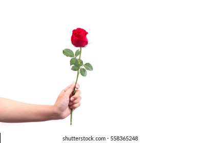 Hand Holding A Beautiful Red Rose Isolated On White Background For Valentine Concept.