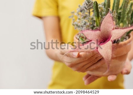 Hand Holding A Beautiful Stapelia Gigantea Flower Potted House Plant, Close Up Image.