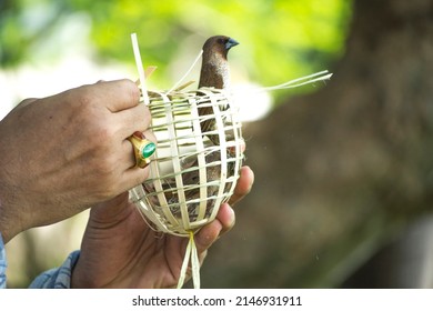 Hand holding a bird cage for liberation to freedom.To release birds to make merit