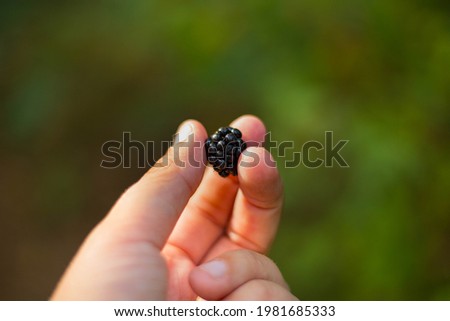 Similar – Ripe blackberries in hand