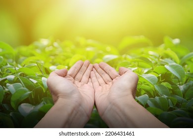 Hand holding with blank on nature background, Technology ecology concept. - Shutterstock ID 2206431461