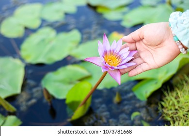 hand holding a bloom water lily, organic plant, Asian culture
