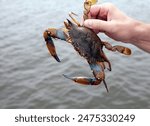 Hand holding up a Blue Crab in Chesapeake Bay, Maryland.