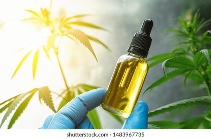 Hand holding bootle of biological and ecological herbal pharmaceutical cbd oil in a dropper at a Hemp farm. Concept of herbal alternative medicine, cbd oil, pharmaceutical industry