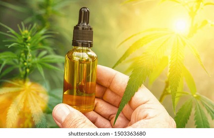 Hand holding bootle of biological and ecological herbal pharmaceutical cbd oil in a dropper with cannabis plants in the background. Concept of herbal alternative medicine, pharmaceutical industry