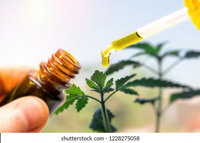 Hand holding bottle of Cannabis oil against Marijuana plant, CBD oil pipette