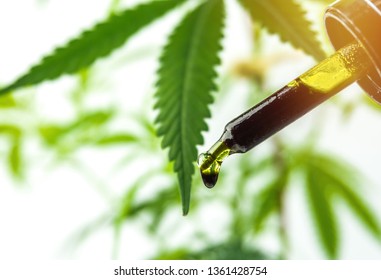 Hand holding bottle of full spectrum Cannabis oil in dropper against cannabis plant. Close up