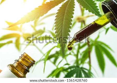 Hand holding bottle of full spectrum Cannabis oil in dropper against cannabis plant. Close up