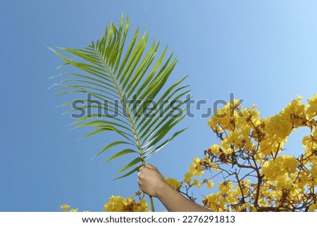 hand holding branch with blue sky background at Palm Sunday celebration. Holy Week. Traditional Catholic celebrate Palm Sunday. Christian faith.