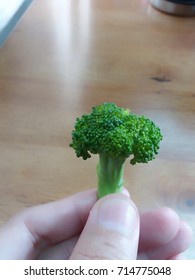 Hand Holding  Brocoli. 