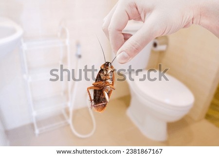 Hand holding brown cockroach on toilet background, eliminate cockroach in toilet, Cockroaches as carriers of disease