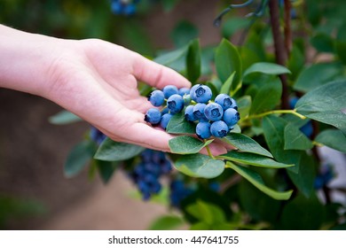 Hand holding bunch of blueberries. Blueberry bush. Vaccinium corymbosum. Northern highbush blueberry. Young woman holding harvest of her garden. Growing berries in garden. Gardening berry antioxidant. - Shutterstock ID 447641755
