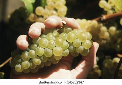 Hand Holding Bunch Of Chardonnay Wine Grapes