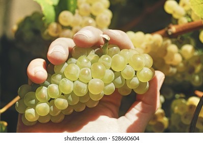 Hand Holding Bunch Of Chardonnay Wine Grapes