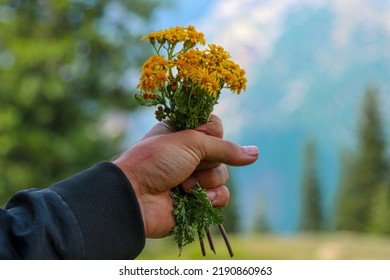 Hand Holding Bunch Of Flowers,
Focus For Flowers.