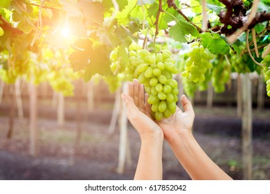 hand holding bunch of fresh green grapes hanging on a bush, Damnoen Saduk, Ratchaburi Province. Thailand - Powered by Shutterstock